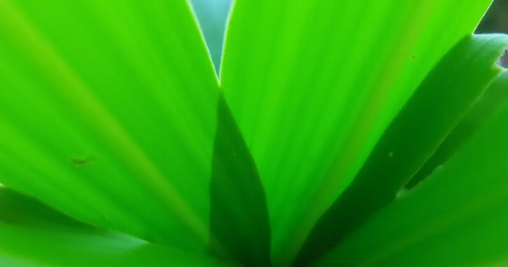 7 Dicas Essenciais de Folhas para Decoração em 2026 7 Dicas Essenciais de Folhas para Decoração em 2026