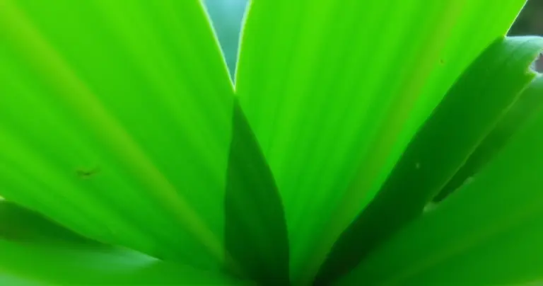 7 Dicas Essenciais de Folhas para Decoração em 2026 7 Dicas Essenciais de Folhas para Decoração em 2026
